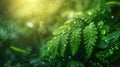 Macro shot of lush ferns with water droplets, natural textures, soft focus background Royalty Free Stock Photo