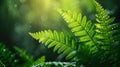 Macro shot of lush green ferns with water droplets, backlit, soft focus, hyperrealistic Royalty Free Stock Photo