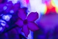 Macro shot of a Madagascar Periwinkle with blurred background. Garden Royalty Free Stock Photo