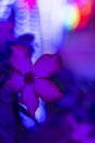 Macro shot of a Madagascar Periwinkle with blurred background. Garden Royalty Free Stock Photo