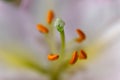 Madonna lily flower close up.