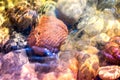 Sea pebbles, stones and rocks, laying on beach sand Royalty Free Stock Photo