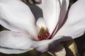 Macro shot of a magnolia blossom