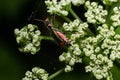 A macro shot of a malachite beetle Malachius bipustulatus seen on a grass flower head in May Royalty Free Stock Photo