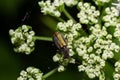 A macro shot of a malachite beetle Malachius bipustulatus seen on a grass flower head in May Royalty Free Stock Photo