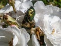 Macro shot of male and female metallic rose chafers or the green rose chafers Cetonia aurata mating on a white rose in sunlight