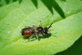 Macro shot of a male red-girdled mining bee, andrena labiata