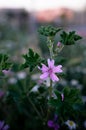 Macro shot of a Malve - malva sylvestris purple flower. A medicinal plant