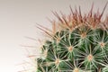 Mammillaria Cactus Royalty Free Stock Photo