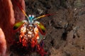 Macro shot of a Mantis Shrimp on the rocks under the sea Royalty Free Stock Photo