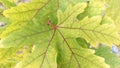 Maple Leaf in Autumn Macro