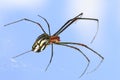 Macro shot of marble orb weaver spider Royalty Free Stock Photo