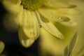 Macro shot of Marguerite daisy petals covered with waterdrops Royalty Free Stock Photo