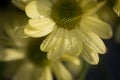 Macro shot of Marguerite daisy petals covered with waterdrops Royalty Free Stock Photo