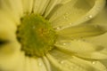 Macro shot of Marguerite daisy petals covered with waterdrops Royalty Free Stock Photo