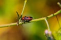 Macro shot of Mariquita bug on a spiky stem of a plant with a blurred background Royalty Free Stock Photo