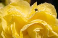 Macro shot of a marmalade hoverfly or Episyrphus balteatus eating pollen from a wax begonia flower Royalty Free Stock Photo