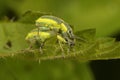Macro shot of mating Chlorophanus Viridis weevil beetles on a leaf Royalty Free Stock Photo