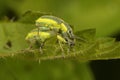 Macro shot of mating Chlorophanus Viridis weevil beetles on a leaf