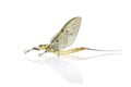 Macro shot of a Mayfly (Ephemeroptera) isolated on white Royalty Free Stock Photo