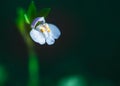 Macro shot of Mazus Pumilus Tiny flower Royalty Free Stock Photo