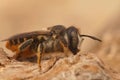 Macro shot of a Mediterranean wood-boring bee on a bark of a tree