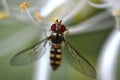 Macro shot of Melangyna labiatarum hover fly on a flower. Royalty Free Stock Photo