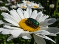 Macro shot of a metallic rose chafer or the green rose chafer (Cetonia aurata) Royalty Free Stock Photo