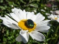 Macro shot of a metallic rose chafer or the green rose chafer (Cetonia aurata) Royalty Free Stock Photo