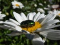 Macro shot of a metallic rose chafer or the green rose chafer (Cetonia aurata) crawling on a white daisy Royalty Free Stock Photo