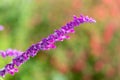 Mexican bush sage salvia leucantha flower Royalty Free Stock Photo