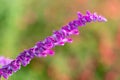 Mexican bush sage salvia leucantha flower Royalty Free Stock Photo