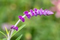 Mexican bush sage salvia leucantha flower Royalty Free Stock Photo