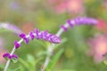 Mexican bush sage salvia leucantha flower Royalty Free Stock Photo