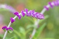 Mexican bush sage salvia leucantha flower Royalty Free Stock Photo