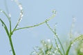 macro shot micro green peas with water drops blur background Royalty Free Stock Photo