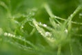 macro shot micro green peas with water drops blur background Royalty Free Stock Photo