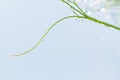 macro shot micro green peas with water drops blur background Royalty Free Stock Photo