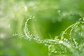 macro shot micro green peas with water drops blur background Royalty Free Stock Photo