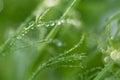 macro shot micro green peas with water drops blur background Royalty Free Stock Photo