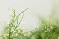 macro shot micro green peas with water drops blur background Royalty Free Stock Photo