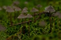 Macro shot of Milking bonnet fungi with grayish caps and green moss around in a forest