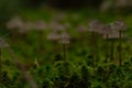 Macro shot of Milking bonnet fungi with grayish caps and green moss around