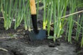 Macro shot of miniature shovel stuck in a black soil next to fresh green onion sprouts. Home gardening and growing vegetables Royalty Free Stock Photo