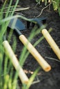 Macro shot of miniature shovel stuck in a black soil next to fresh green onion sprouts. Home gardening and growing vegetables Royalty Free Stock Photo