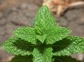 Macro Mint Plant