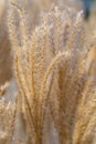Macro shot of miscanthus sinensis dry grass, soft focus. Ornamental chinese silver grass in sunlight