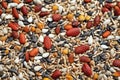 macro shot of mixed bird seeds Royalty Free Stock Photo