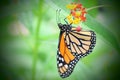 Macro shot of a monarch butterfly collecting nectar from yellow and red flowers on green background Royalty Free Stock Photo