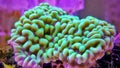 Macro shot on montipora short stony polyps coral Royalty Free Stock Photo